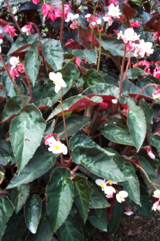 B. ‘Cimarron’